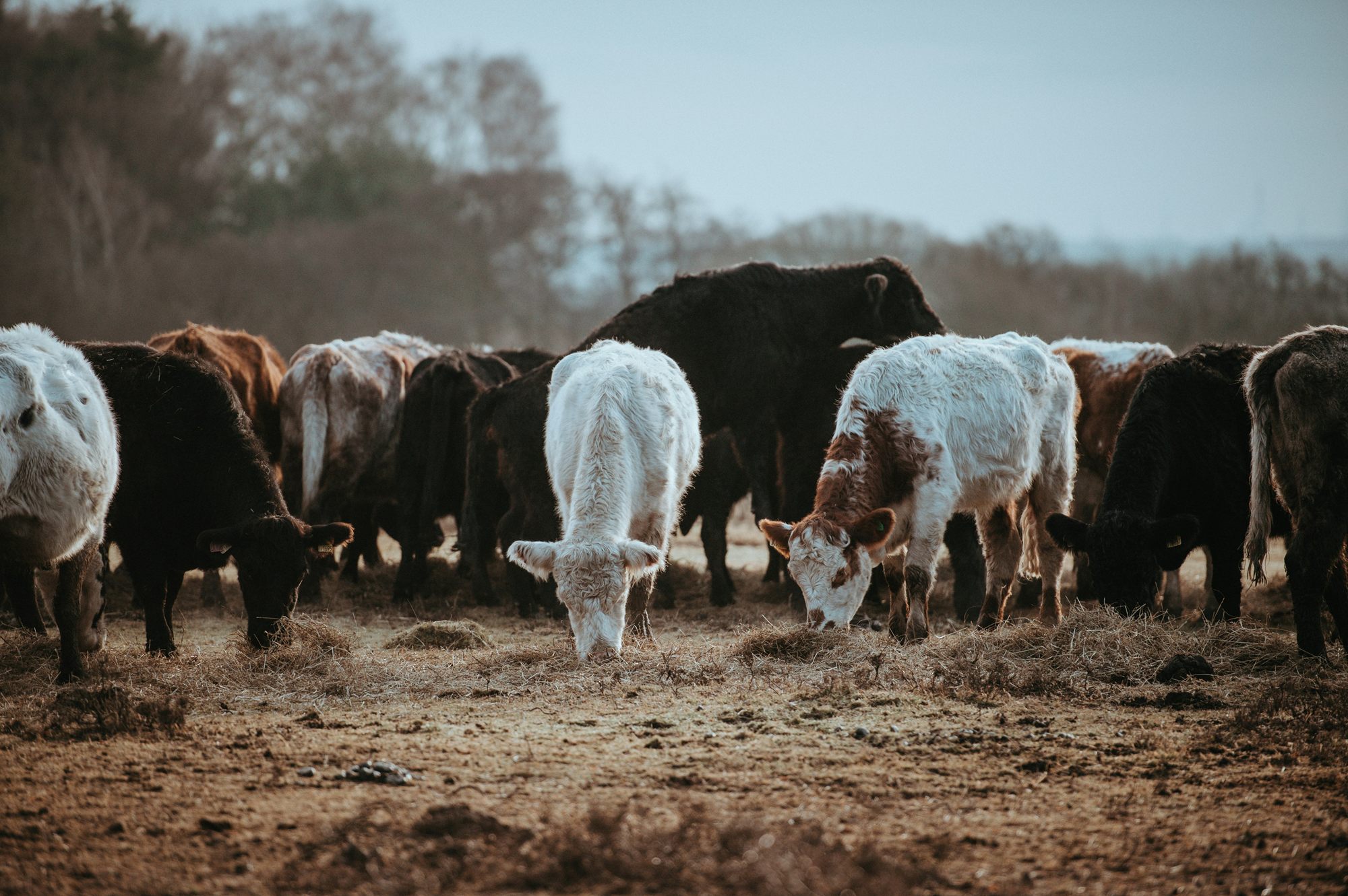 Group of young cattle standing together in a dirt yard